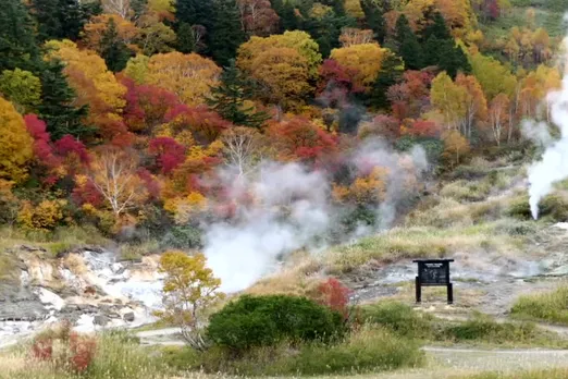 Hot leaves can’t catch carbon from air, it’s bad news for Earth