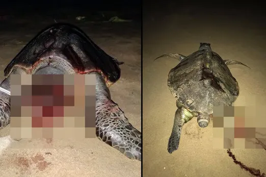 Olive Ridley Turtle deaths cross 1,000 in Chennai,