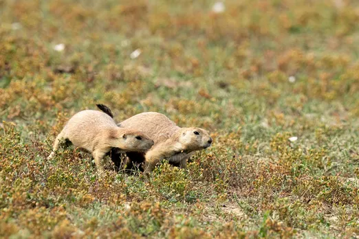 600+ species show declining Genetic diversity, study warns