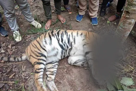 tiger 