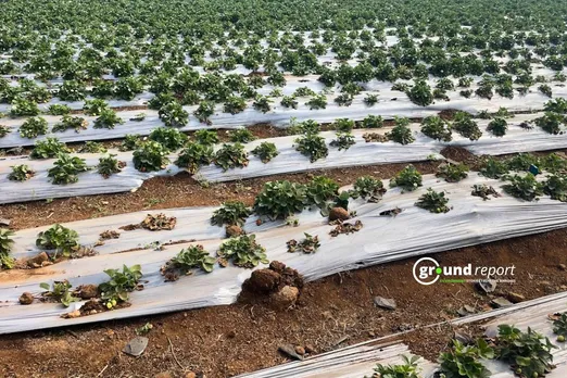Plastic Mulching use is increasing in farming