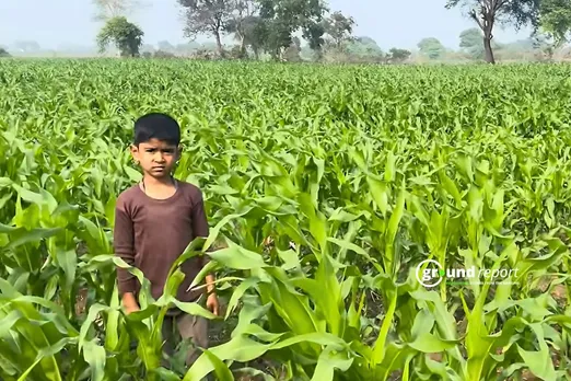 Hope and harvest: A farmer's son stands tall in Surjana's cornfield