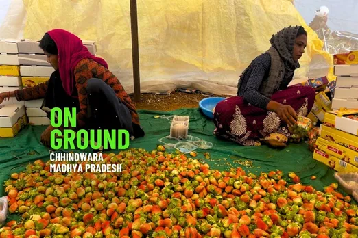 Strawberry Farming in Chhindwara