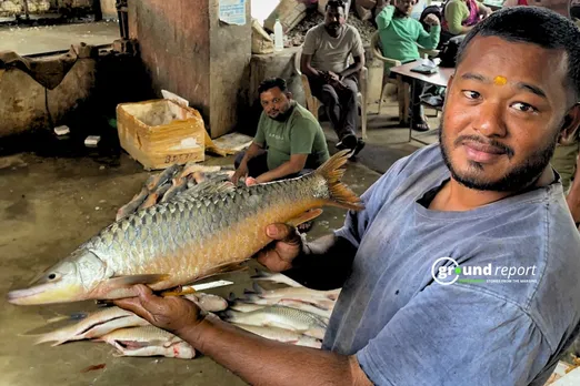 Mahseer Fish of Narmada River