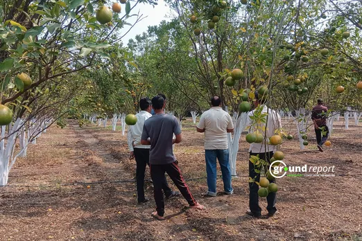 orange farmers in india