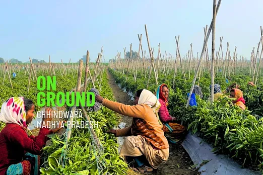 Vegetable farming in India and post harvest losses
