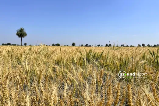 Wheat crop in Madhya Pradesh