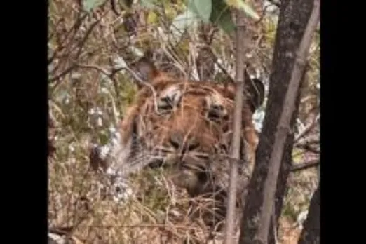 Binsar Sanctuary Surprises with Tiger at High Altitude