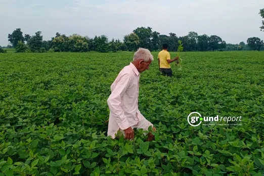 Soybean farm in Madhya Pradesh