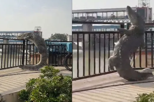 Video of Crocodile came out of water in Naraura is viral on the Internet