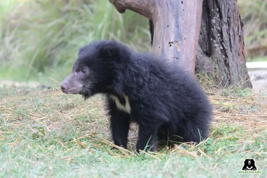 Hand Rearing Hope for Bear Cubs Amidst India's Human-Wildlife Conflict
