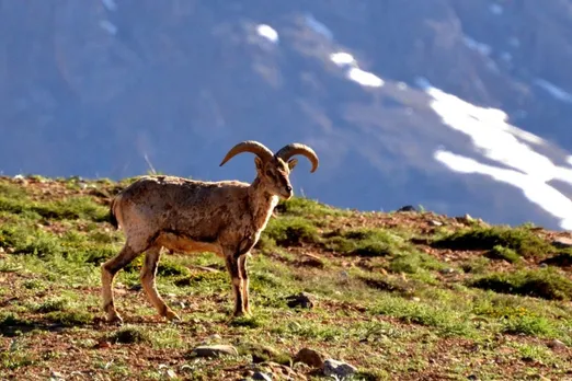 453 Blue Sheep Spotted in Himachal's Spiti on Day 1 of Wildlife Survey