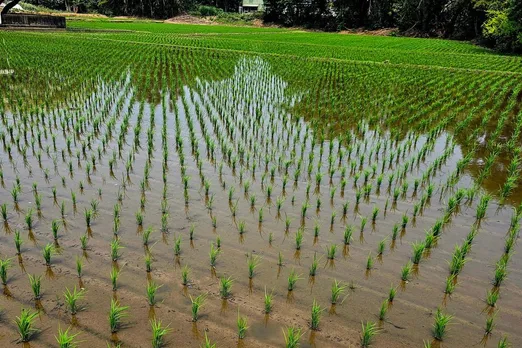 paddy crop