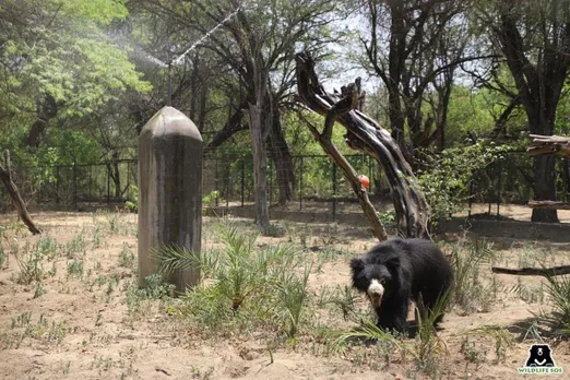 Rescued elephants and bears beat heat at wildlife SOS centres