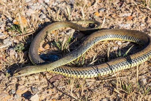 Rising temperatures may force snakes to move into new habitats: study