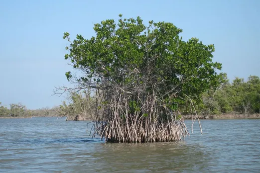 World Mangrove Day: Conserving the sentinels of our coastline