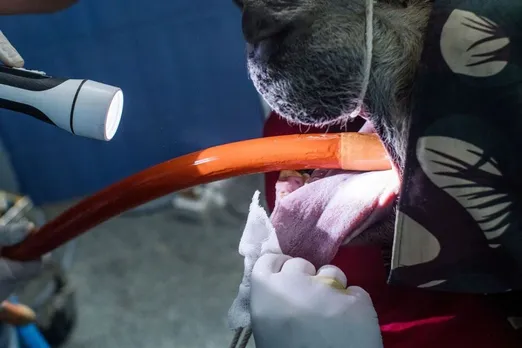 Wildlife SOS marks Root Canal Day with Animal health Focus