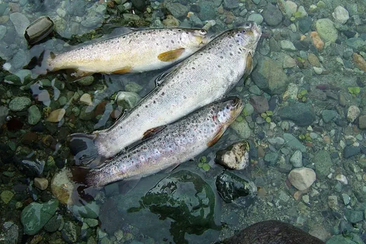 Illegal bleaching powder fishing devastates Kashmir’s rivers and ecosystems