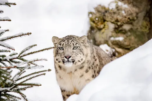 Clearing the air on snow leopards and last chance tourism