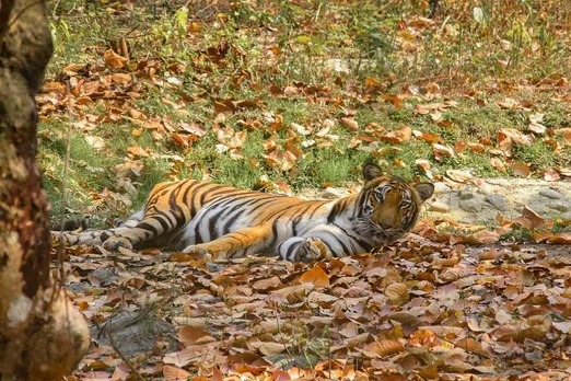 Climate Change affects sleep for wildlife and humans