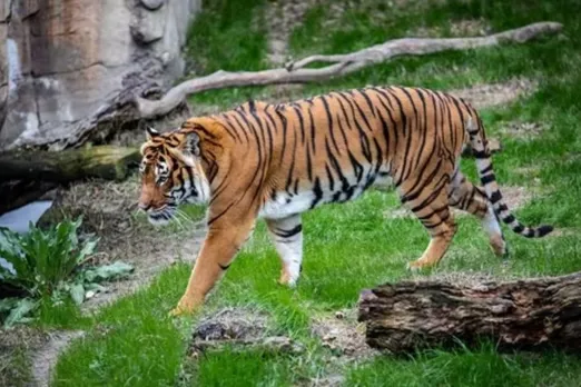 Who was Maniram Jatav killed by a tiger near Bhopal?