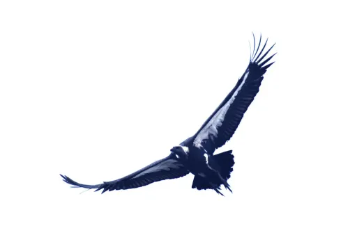 Vulture Census: पन्ना टाइगर रिज़र्व गिद्धों की संख्या में बना नंबर वन