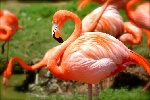 Flamingo Death: मुंबई में हवाईजहाज़ के टकराने से 36 फ्लेमिंगो की मौत
