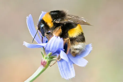 Bumble bee decline linked to climate change, threatening populations