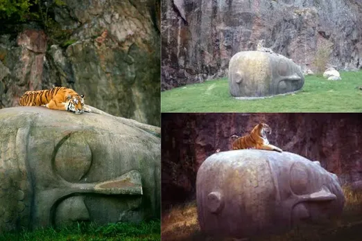 Story behind picture of Tiger resting on Budha’s head