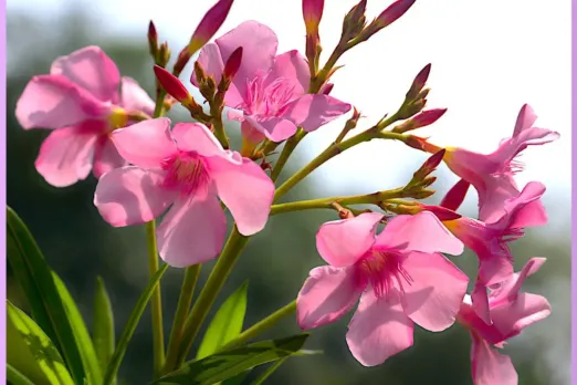 केरल सरकार के मंदिर बोर्ड्स ने लगाया ओलियंडर फूलों पर प्रतिबंध