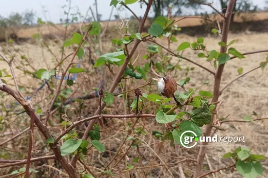 cotton farming in india