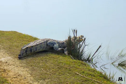 World Crocodile Day Conservation Efforts Spotlight Vital Apex Predators