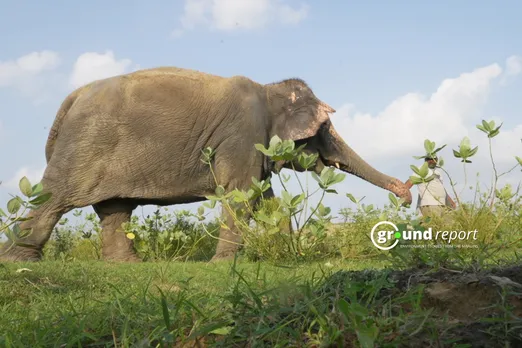 an elephant