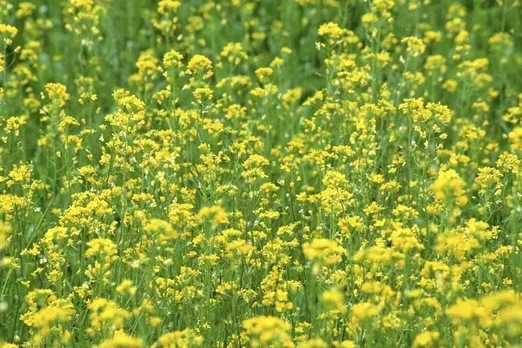Rajgarh agriculture dept issues fertilizer guidelines for key rabi crops