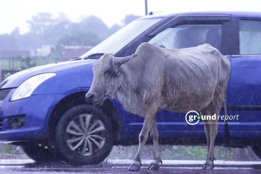 A cow in rain