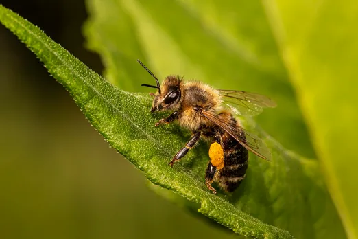 World Bee Day: पर्यावरण के लिए क्यों ज़रूरी हैं मधुमखियाँ