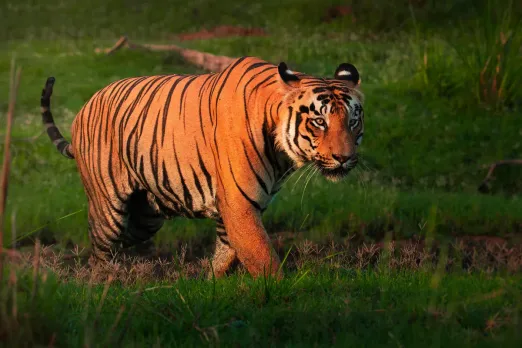 ताडोबा-अंधेरी टाइगर रिज़र्व में बाघ के हमले से महिला की मृत्यु