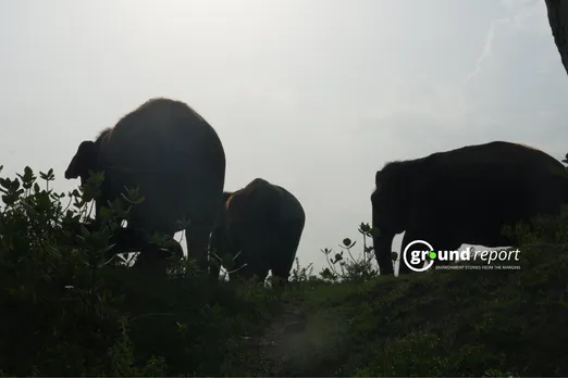 elephant group