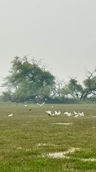 wetland bird