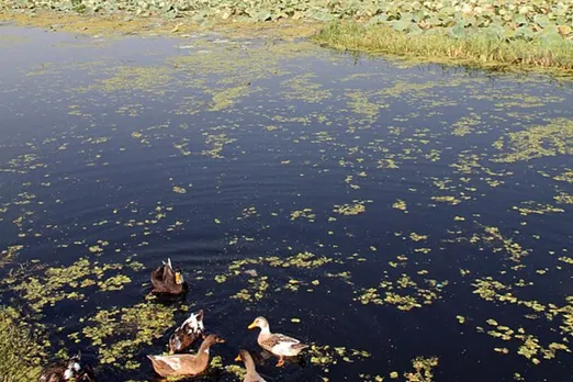 Hokersar wetland and Kashmir's vanishing ecosystems