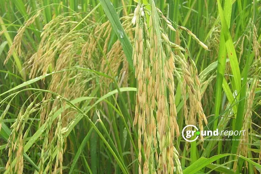 Golden paddy crops nearing harvest in Kashmir