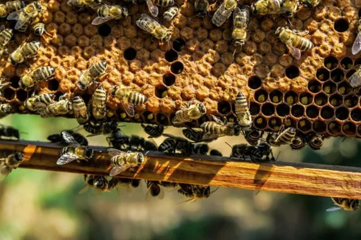 Celebrating the Unsung Heroes: World Bee Day 2024