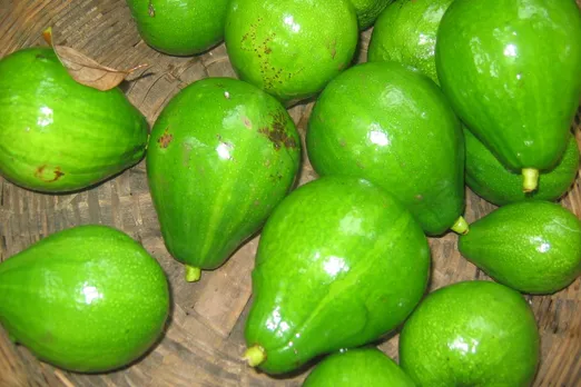Climate change threatens Avocado's Future, Warn Experts
