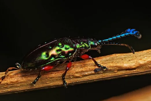 Why sighting of colorful Pandorea Leaf Beetle is very rare?