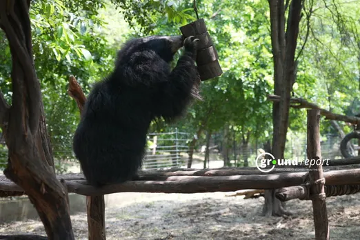 sloth bear licks honey from his enrichment