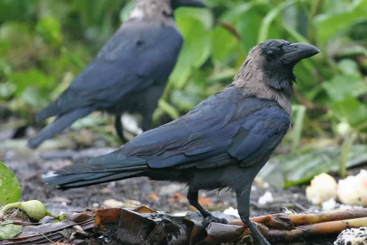 Why Kenya wants to kill a million Indian house crows by end of year