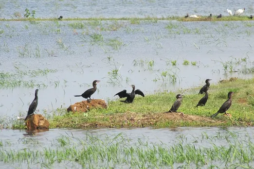 A group of Little Cormorants (Microcarbo niger) in the Thrissur Kole Wetlands, Kerala, India