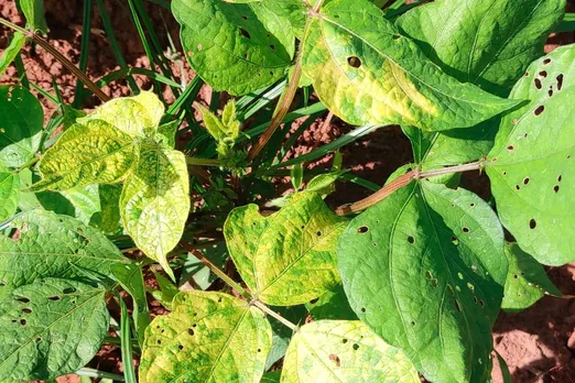 What is yellow mosaic disease increasing troubles of soybean farmers in MP?