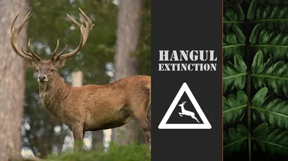 Why Kashmir's state animal Hangul is nearing extinction?