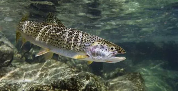 Pollution threatens Kashmir’s Fish species